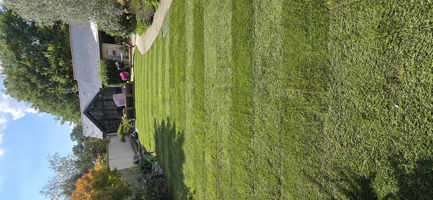 Pose de gazon de placage 